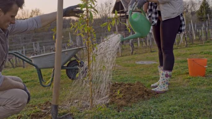 女士夫妇在农村山坡上种植和浇水果树
