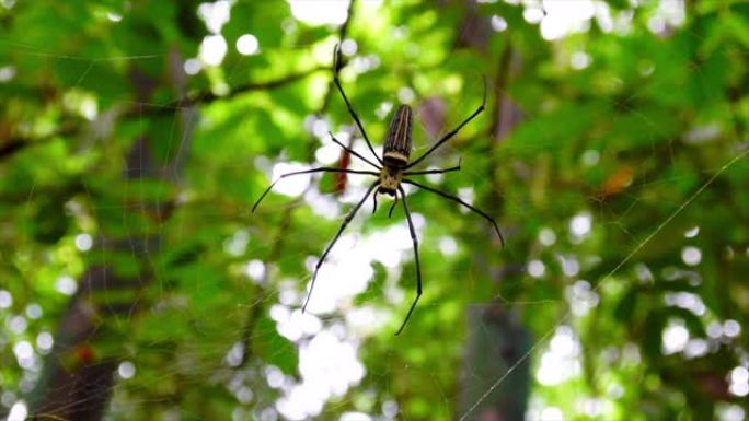 森林中蜘蛛网上蜘蛛的4k镜头