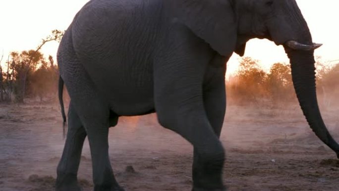 博茨瓦纳日落时大象行走的4k特写镜头