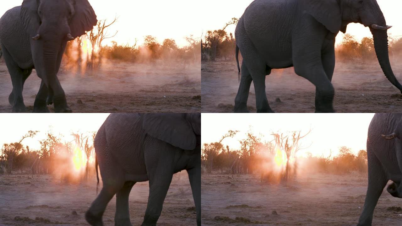 博茨瓦纳日落时大象行走的4k特写镜头