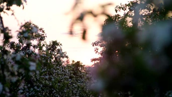 盛开的果园里的日落。关于精致的樱桃花的特写