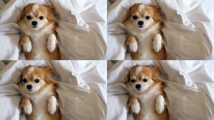 床上可爱的宠物宠物狗