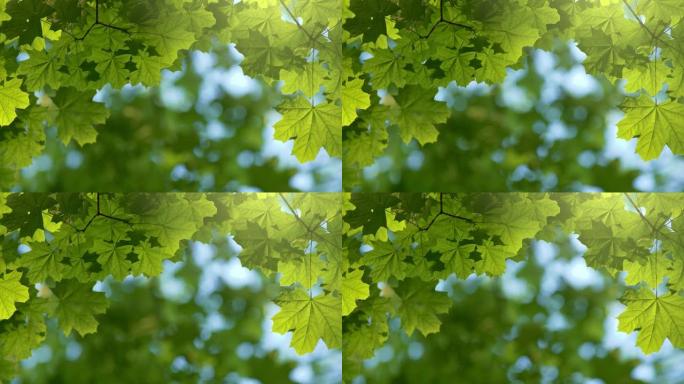 枫叶绿叶背景。格林恩风中的新鲜叶子。模糊的波克背景。夏季自然概念。4K