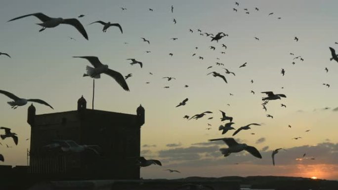 摩洛哥索维拉的海鸥在日落光线中飞行。UHD