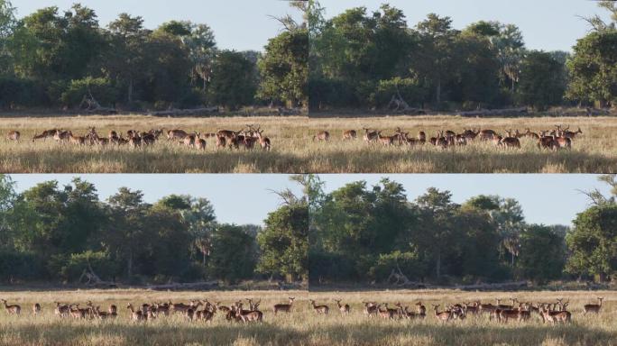 在津巴布韦的gonaredzhou国家公园放牧的一小群黑斑羚