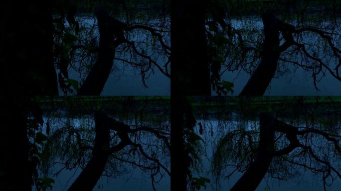 黄昏时河边的老树