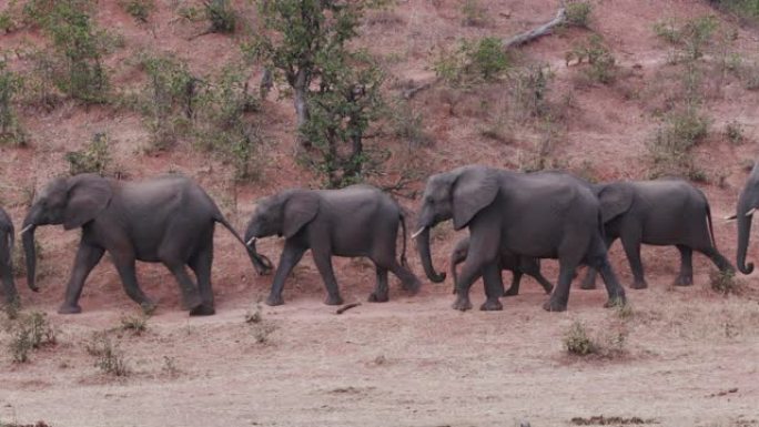 一群大象在津巴布韦的河岸上行走