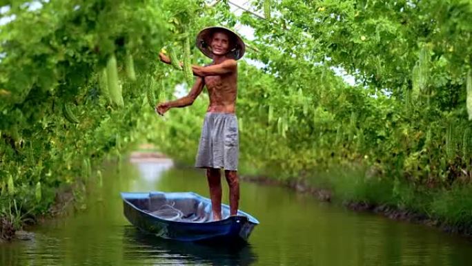 越南老人农民在越南风格的苦瓜园中站在湖上的传统船上保持产量的4k镜头，越南安江省安富，蔬菜园和农场概