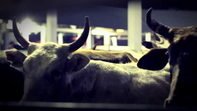 晚上奶牛在畜栏里。