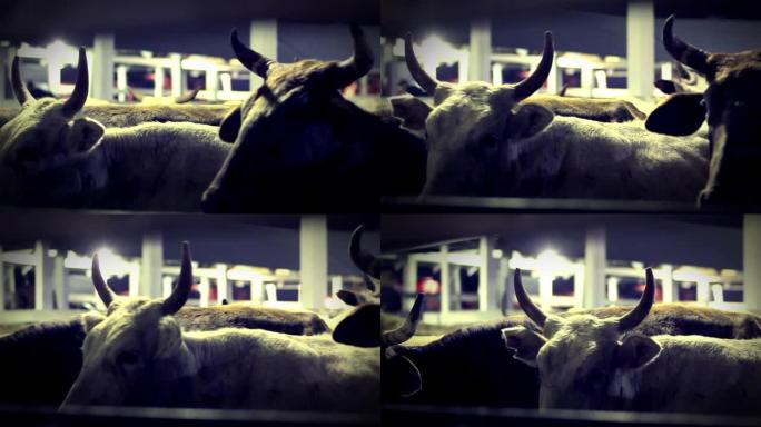 晚上奶牛在畜栏里。