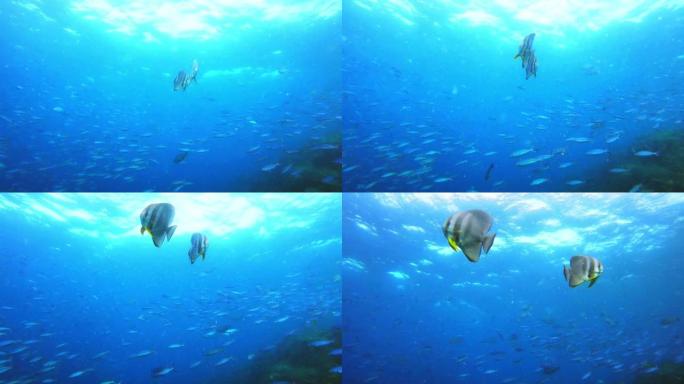 我们在高级巡逻水下摄影蓝色的海底两条鱼儿