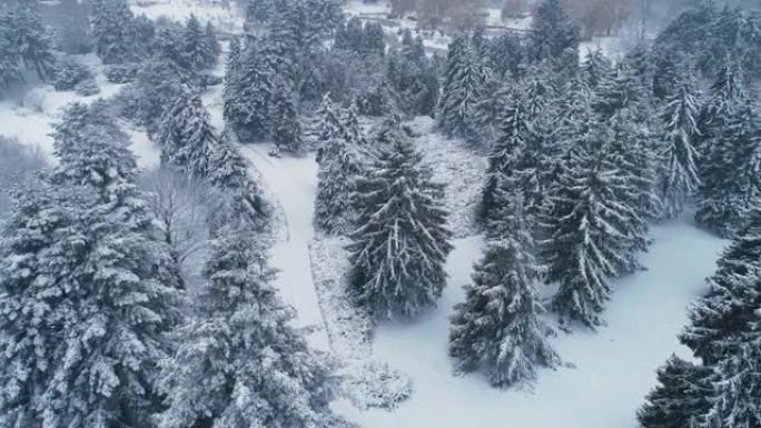 公园里一个大雪覆盖的冷杉的鸟瞰图。4K, UHD