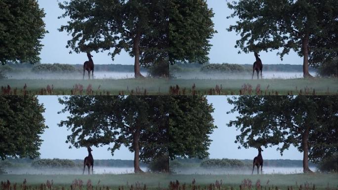 驼鹿在一个有雾的早晨觅食