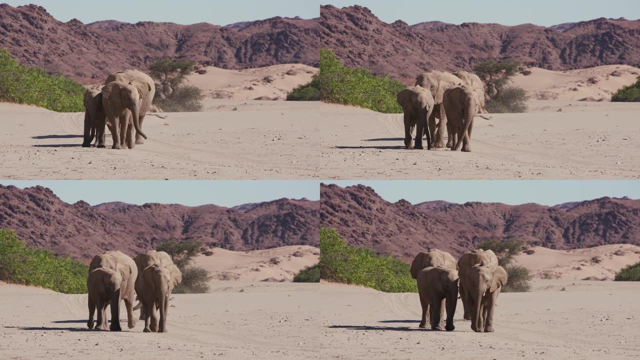 在纳米比亚纳米布沙漠的Hoanib山谷的软沙中，四只沙漠大象直接走向相机的4k特写视图