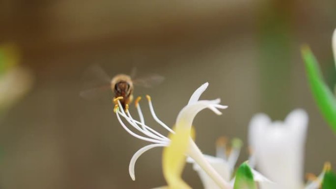蜜蜂收集花蜜花粉在花周围飞舞