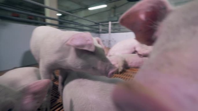 农场的猪正在休息，嗅着相机。拥有许多猪的现代化养猪场。