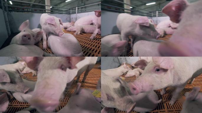 农场的猪正在休息，嗅着相机。拥有许多猪的现代化养猪场。