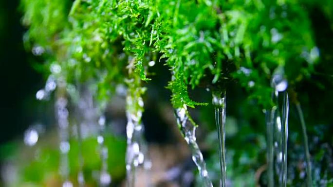 落水的绿色苔藓水滴唯美自然