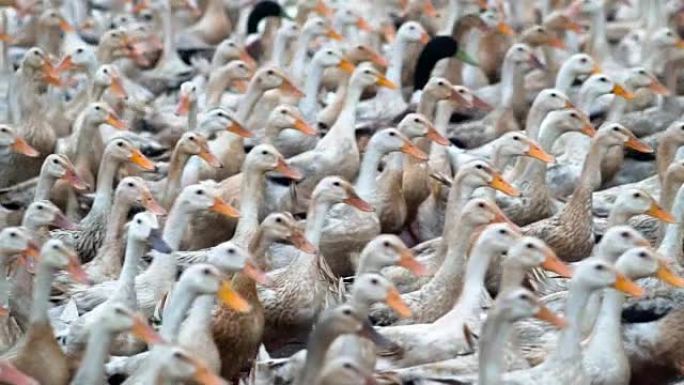 慢动作FHD镜头，大量鸭子在农场，行为和家畜概念中行走和移动