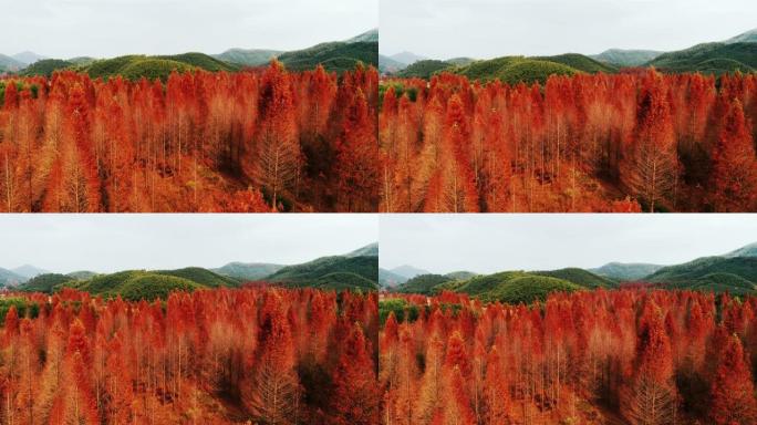秋天的红色水杉