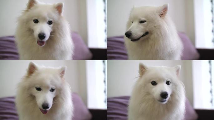 成年萨摩耶犬的肖像