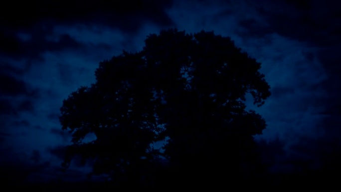 巨大的老树在晚上摇曳