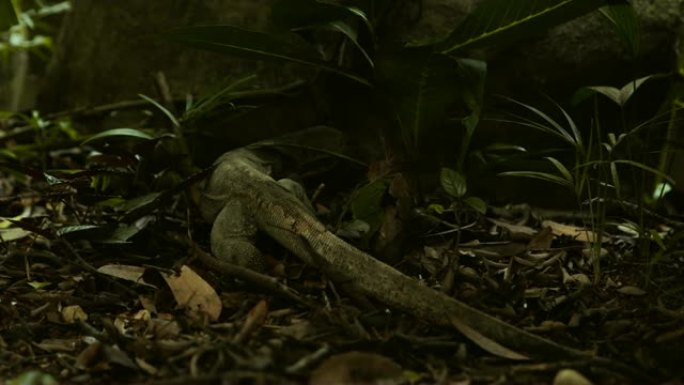 亚洲水监控蜥蜴寻找食物