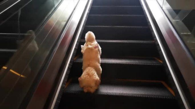 一只棕色的玩具贵宾犬从自动扶梯上爬下来