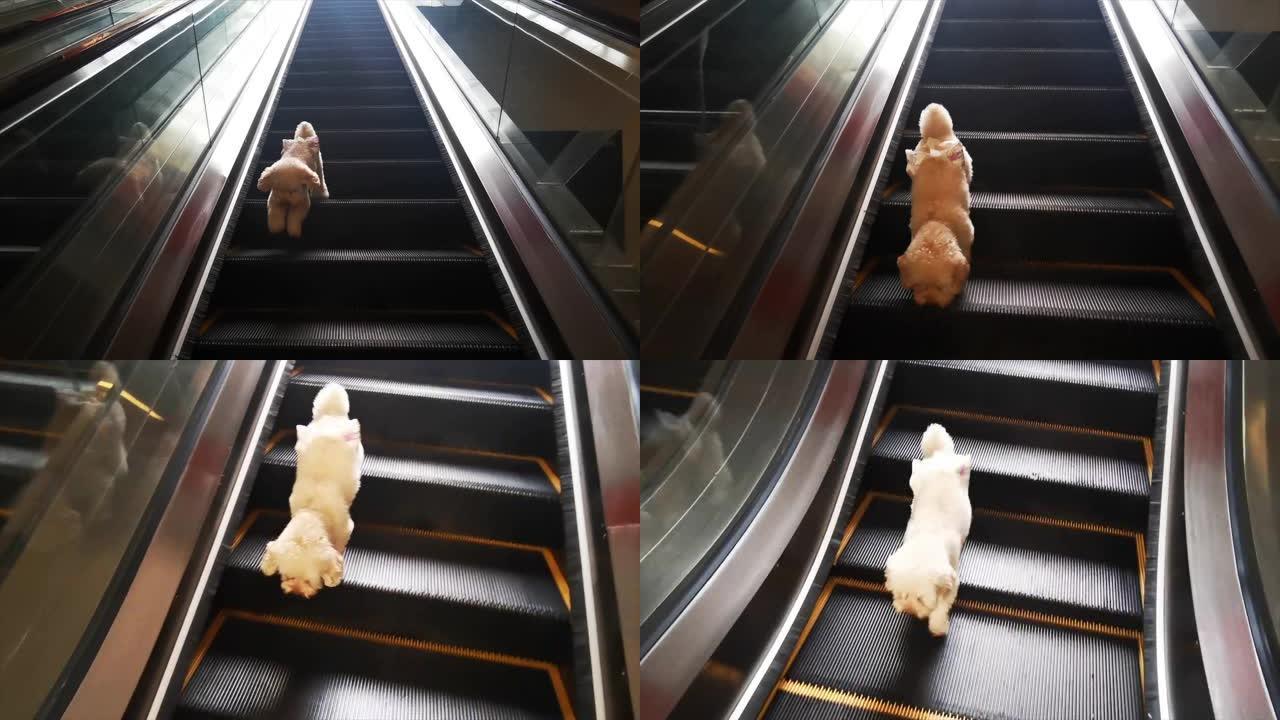一只棕色的玩具贵宾犬从自动扶梯上爬下来
