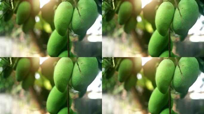 新鲜芒果展示微距果实果树结果