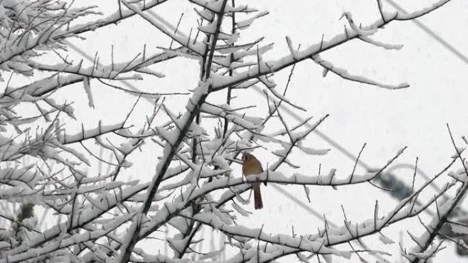 慢动作冬季暴风雪中的红色红衣主教鸟