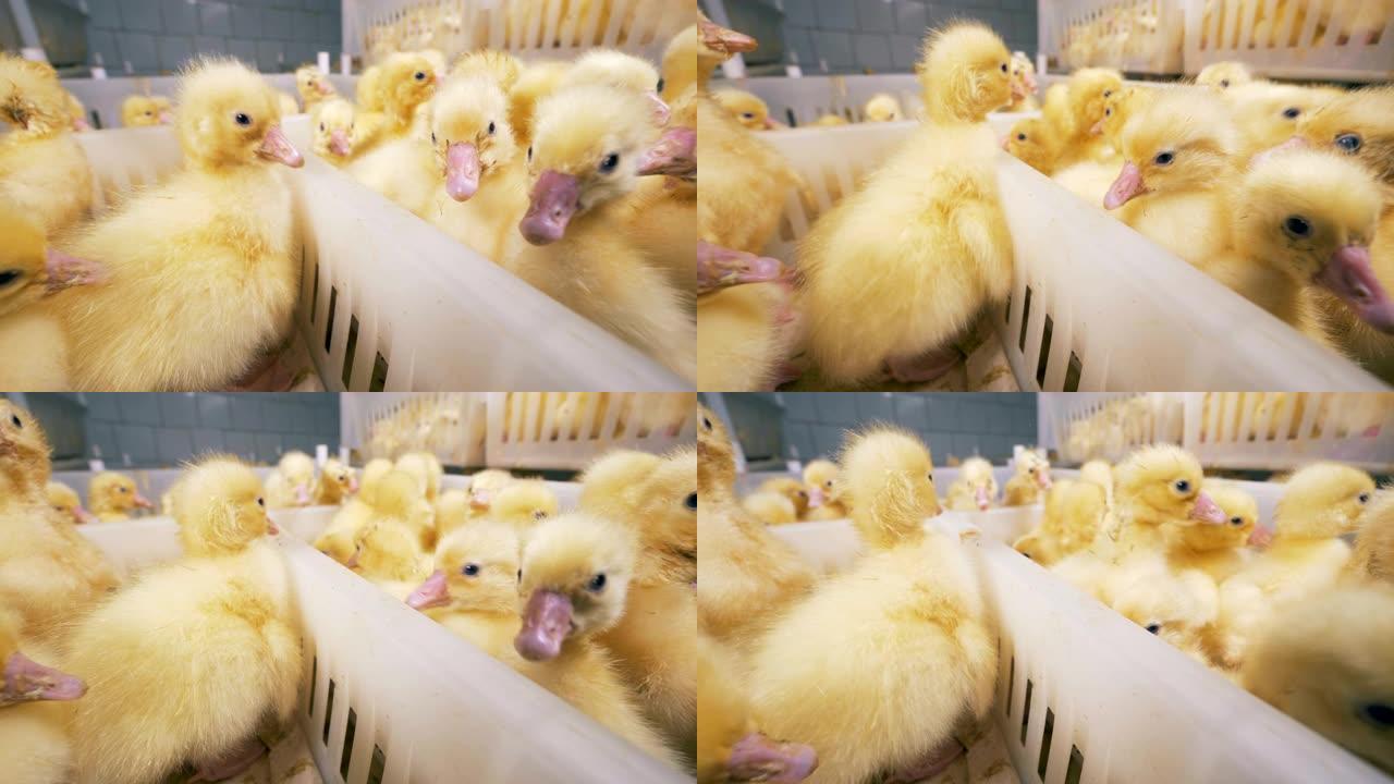 养鸡场，农业概念。小鸭子大惊小怪和蜂拥而至的特写