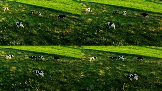 牧场上放牧的奶牛