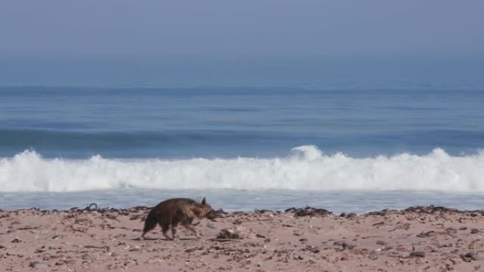 在纳米比亚的骷髅海岸国家公园，一只棕色鬣狗沿着海岸线行走寻找食物的4k视图