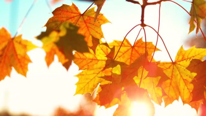 特写，dop: 金秋的阳光照在绚丽多彩的树叶上。