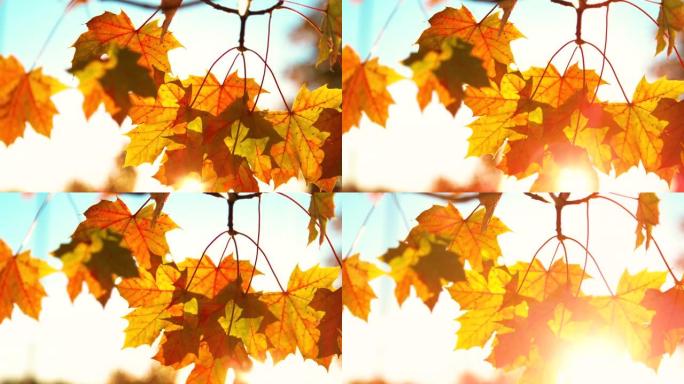 特写，dop: 金秋的阳光照在绚丽多彩的树叶上。