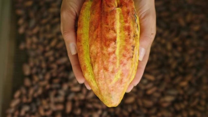 一只手握着可可植物果实的特写镜头。水果中含有可可豆，然后在阳光下干燥。