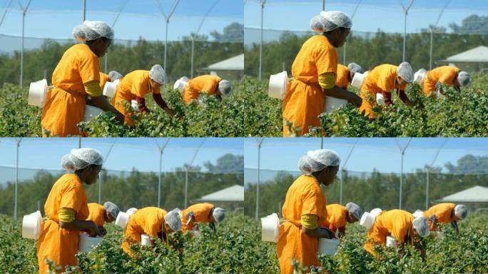 工人在蓝莓农场4k采摘蓝莓