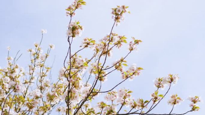 樱花树枝