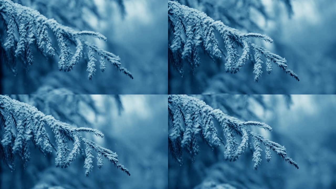 雪落在松树树枝上雪落在松树树枝上