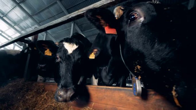 牛棚里的母牛站在饲养场附近