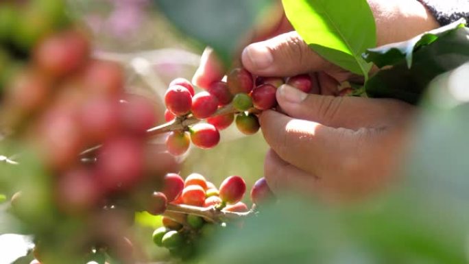 农夫用手采摘成熟的罗布斯塔咖啡浆果，慢镜头