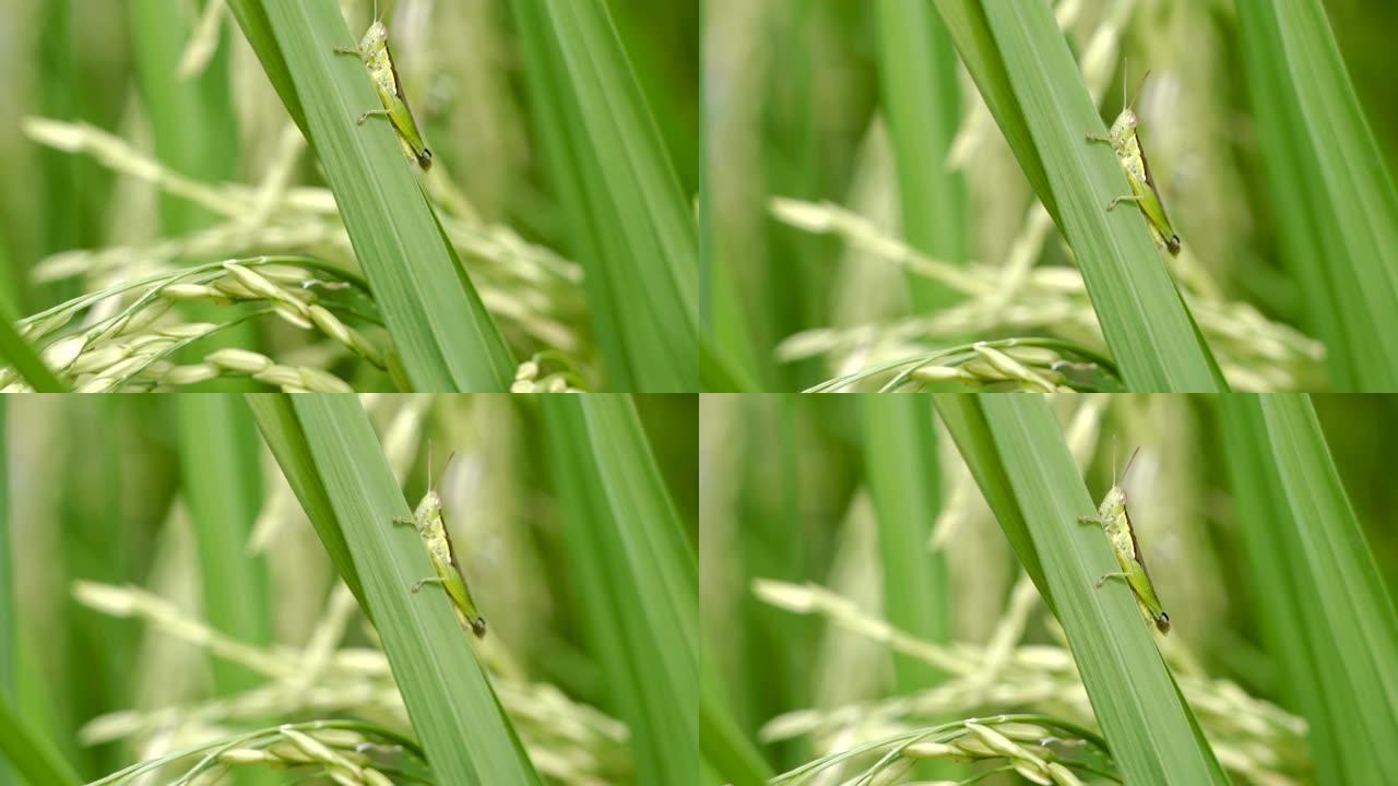 SLOMO绿色蚱蜢在有机稻田。