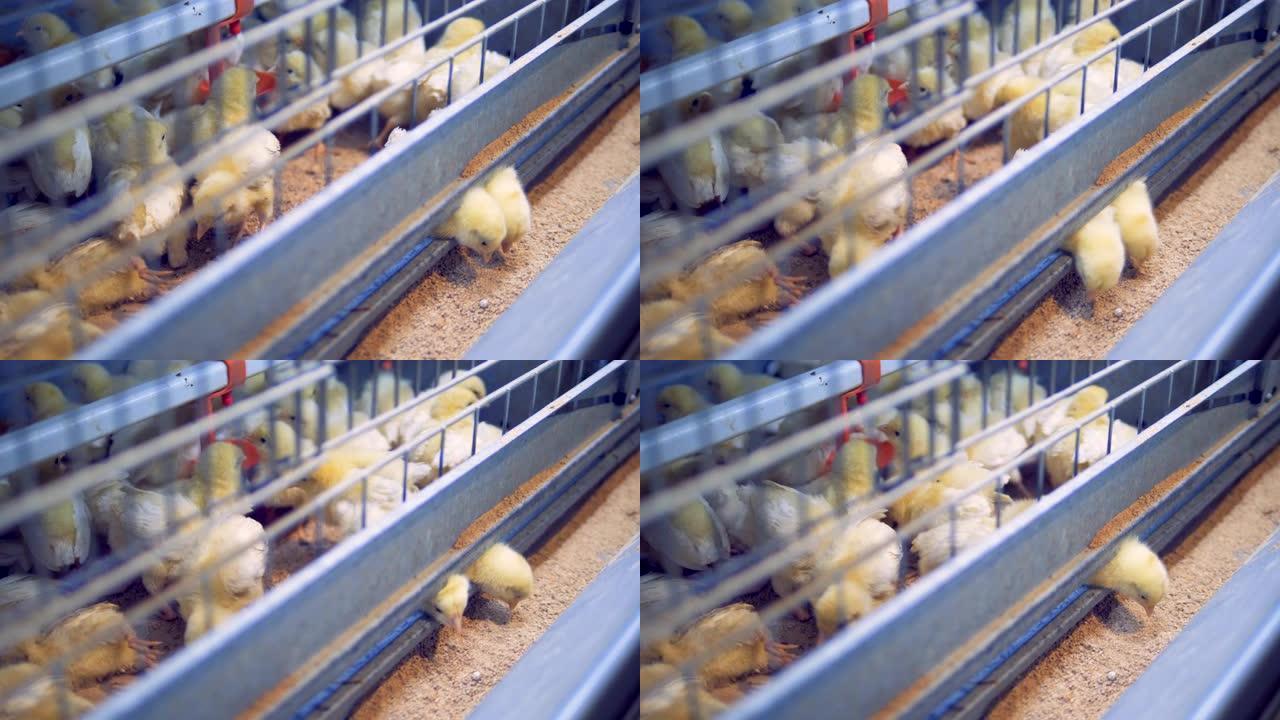 小鸡大惊小怪，吃种子。养鸡场，家禽。