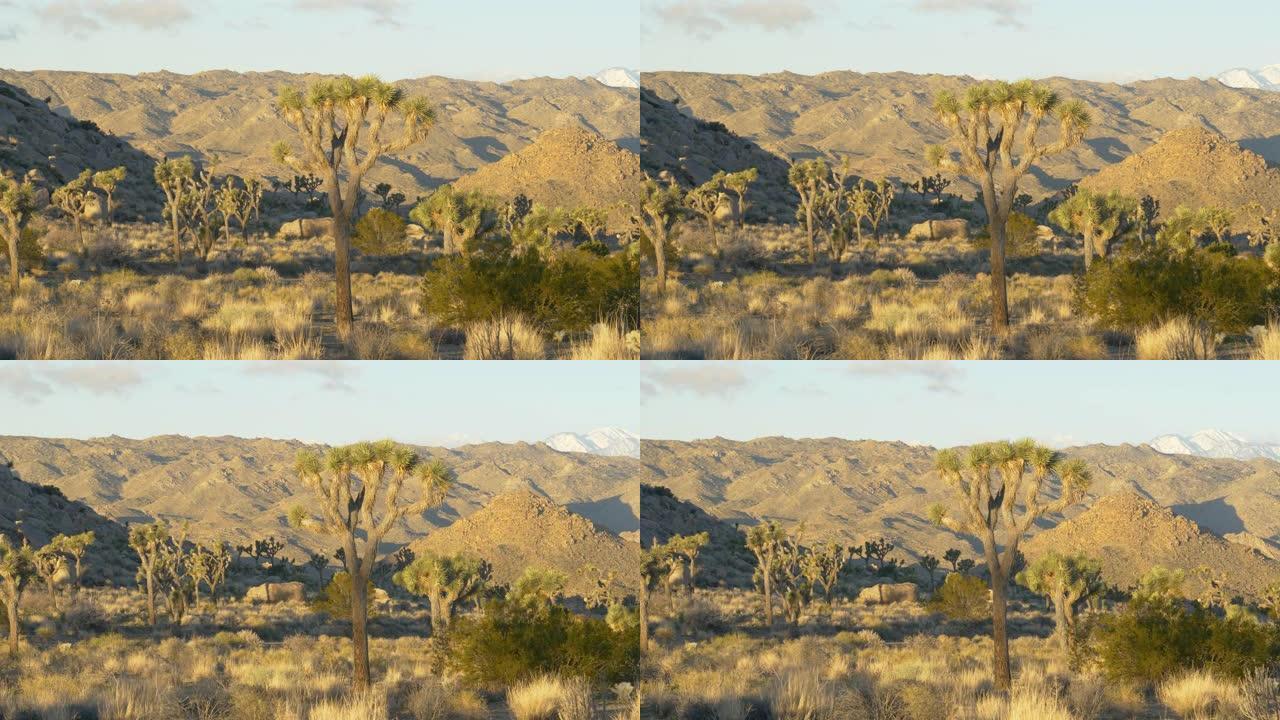 无人机: 岩石山丘环绕着在加利福尼亚高温下生长的丝兰棕榈树。