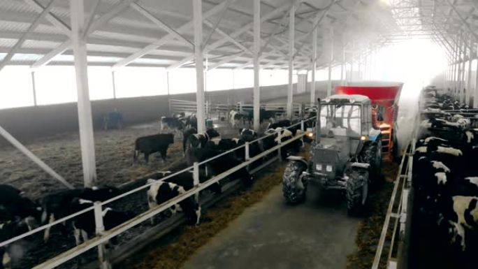 专用拖拉机在附近喂牛。