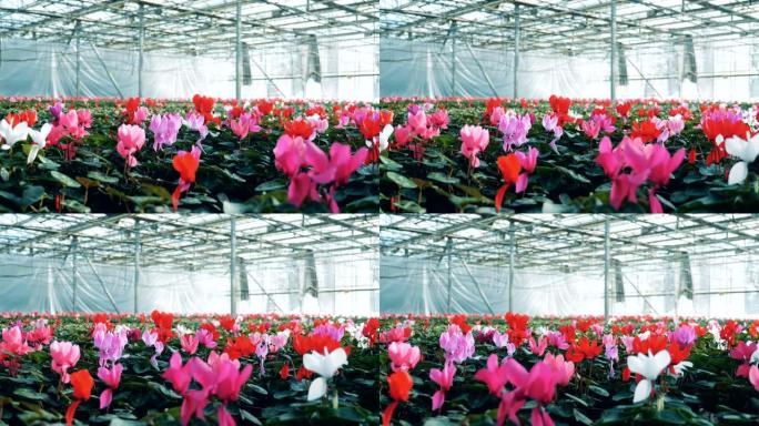 在温室，农艺业的花坛中生长着五颜六色的环霉素。