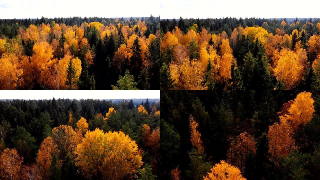 无人机低空飞过惊人的郁郁葱葱的绿色和黄色树梢，美丽的大气秋天白俄罗斯森林景观。