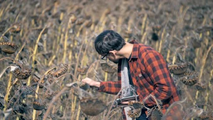 男性农民检查向日葵植物。一位农民站在干燥的田地上看着一株植物。