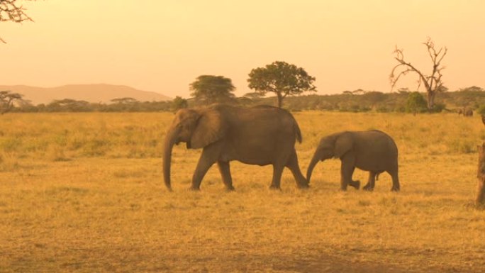 特写: 小象在迷人的金色日落中与母亲的尾巴玩耍